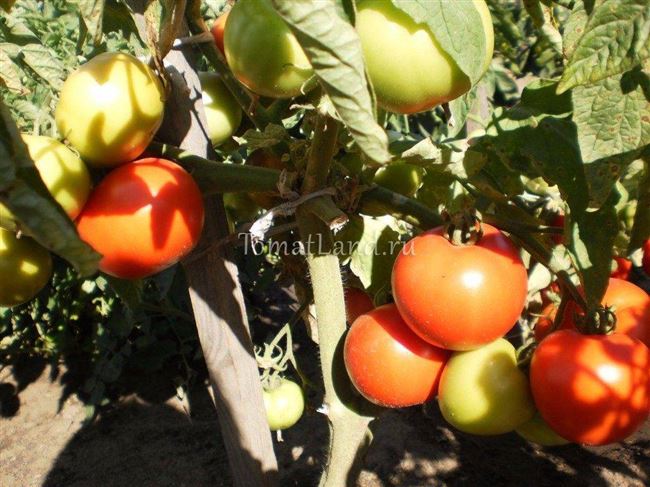 Описание и характеристика сорта томата Алые паруса, отзывы, фото