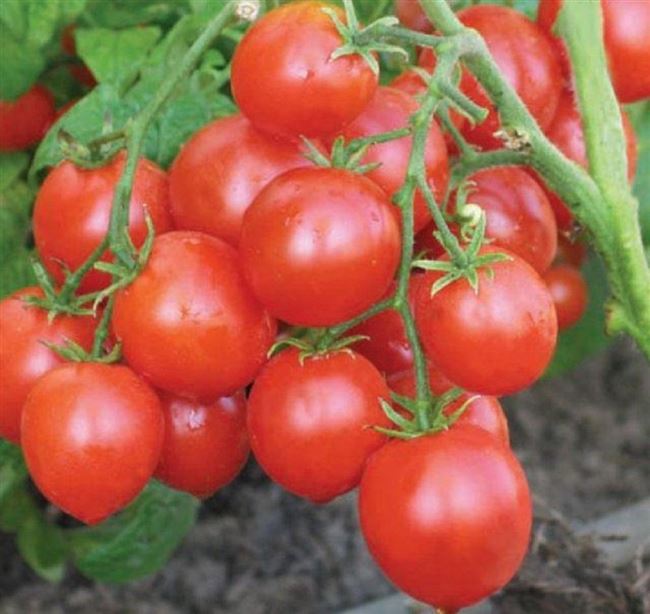 Описание и характеристика сорта томата Альфа, отзывы, фото