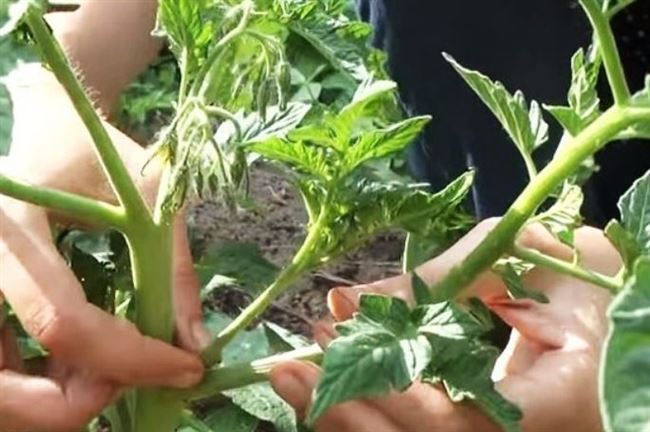 Видео: Пасынкование томатов