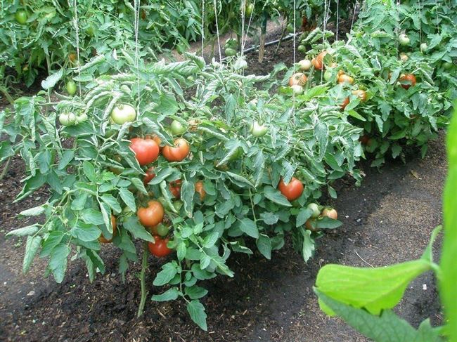 Уход за томатами на дачном участке