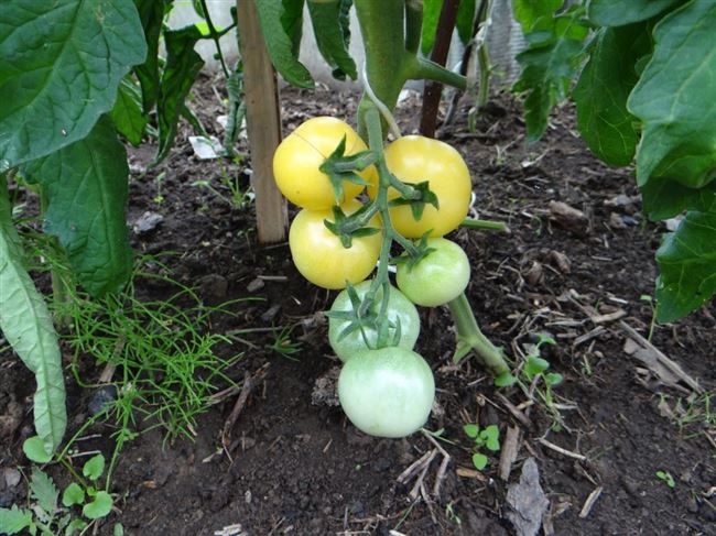 Как выращивать томат Белоснежка?