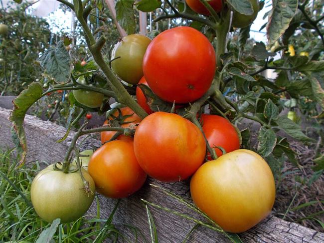 Описание сорта томатов Бони ММ и его характеристики