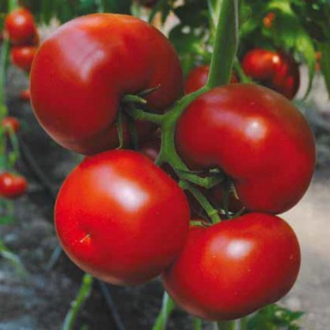 БОСТИНА F1 гибрид томата Syngenta 500 штук индетерминантный томат для пленочных теплиц