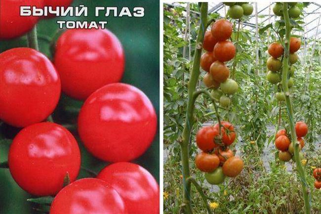 Описание томата Бычий глаз и выращивание среднераннего сорта рассадным методом