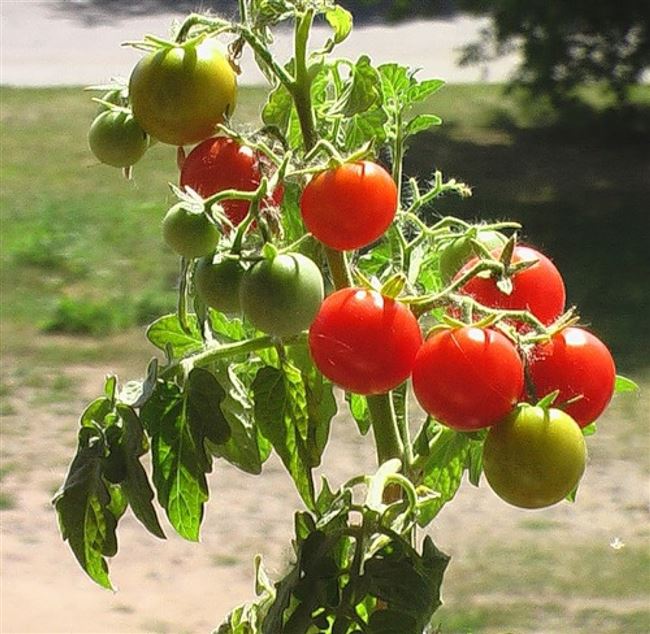 Секреты посадки томатов - видео