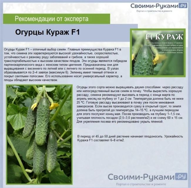 Описание огурцов Кураж f1 – посадка, выращивание и уход, фото, отзывы