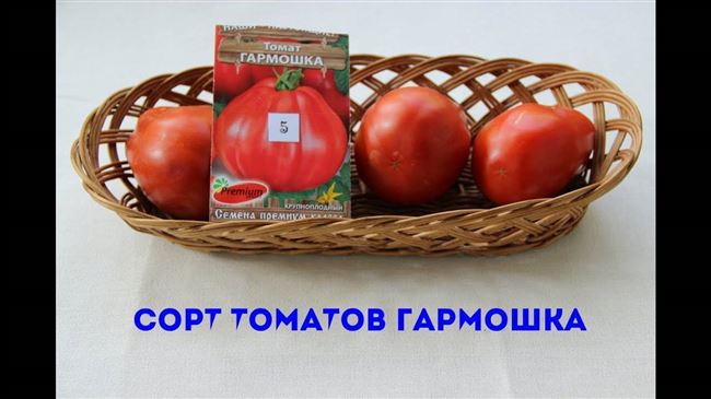 Описание томатов сорта Гармошка