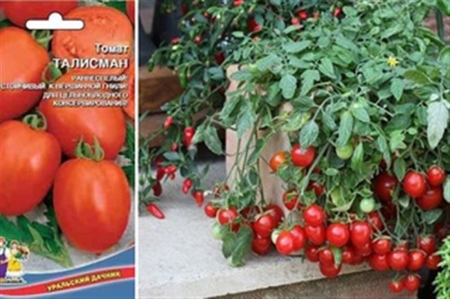 Характеристика ампельных томатов