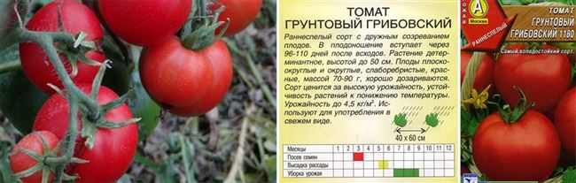 Описание и характеристика сорта