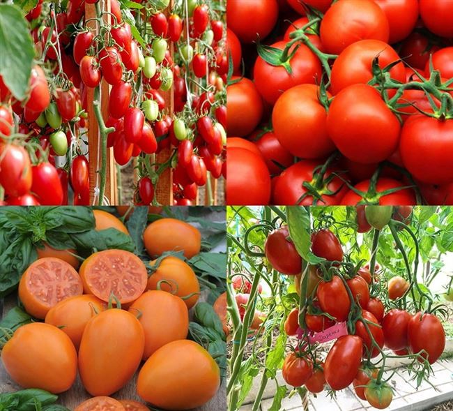 Выбираем лучшие сорта низкорослых помидор для теплиц
