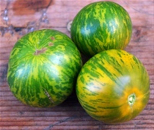 Видео: помидоры сорта Зебра зеленая