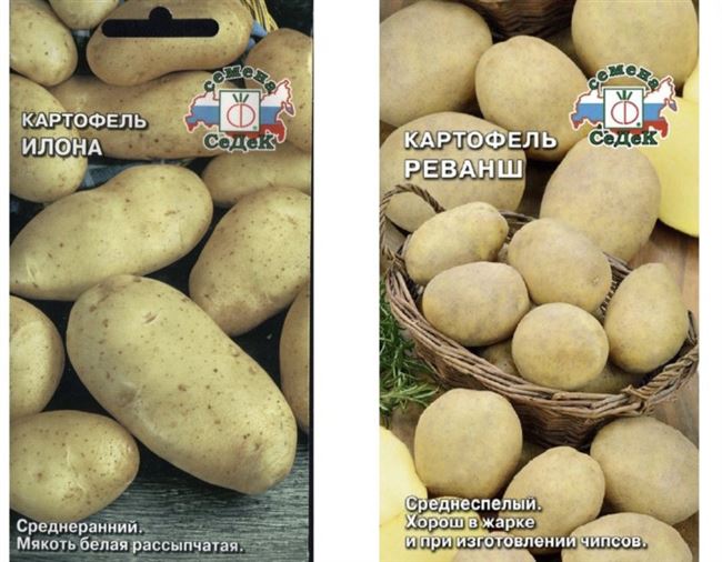 Посадка и выращивание картофеля сорта Илона