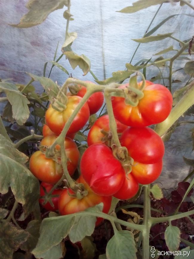 Плюсы и минусы сорта томатов Ирина