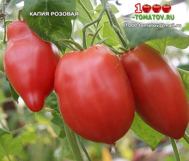 Описание и урожайность томата Сосулька Розовая с отзывами
