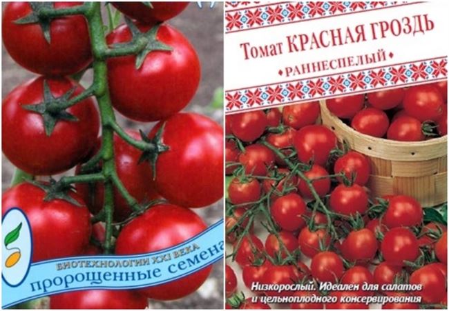 Характеристика и описание сорта томата Красная Гроздь, его урожайность