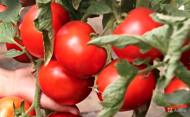 Описание и характеристика томата Красный петух, отзывы, фото