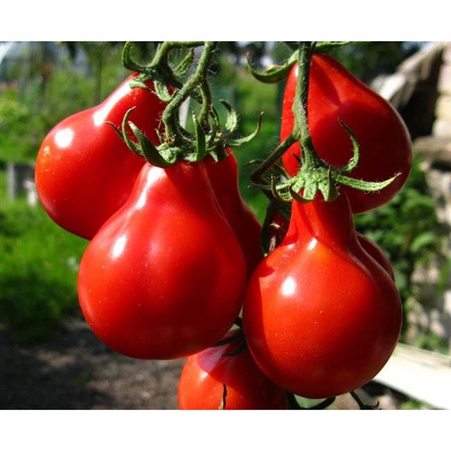 Отзывы огородников о томатах Лампочка