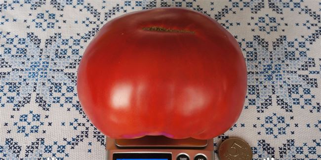 Описание и характеристика помидоров сорта Ленинградский гигант, отзывы, фото