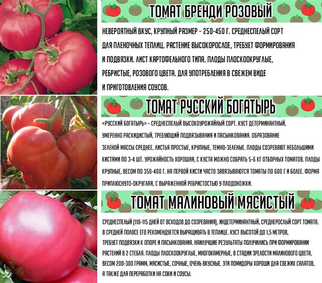 Плюсы и минусы сорта томатов Розовый лидер