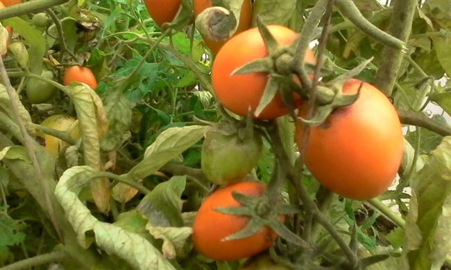 Плюсы и минусы сорта помидоров Лисичка