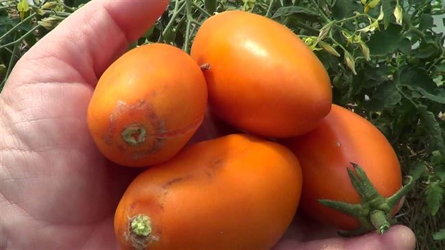 Посадка и выращивание сорта томатов Лисичка
