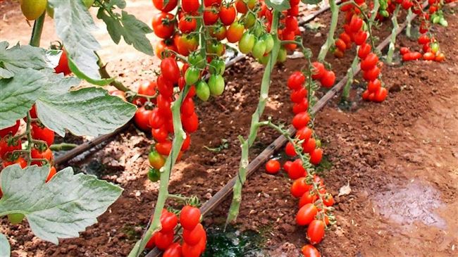 Секреты возделывания томатов черри смотрите на видео