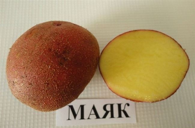 Отзывы огородников о картофеле Маяк