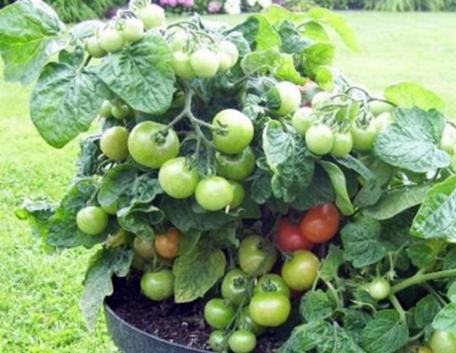 Видео: помидоры сорта Минибел