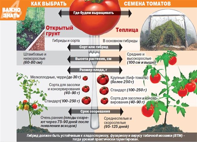 Посадка помидоров