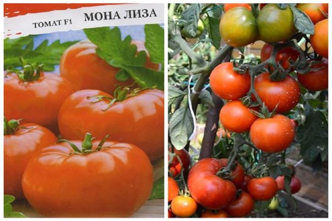 Особенности выращивания помидоров Мона Лиза, посадка и уход