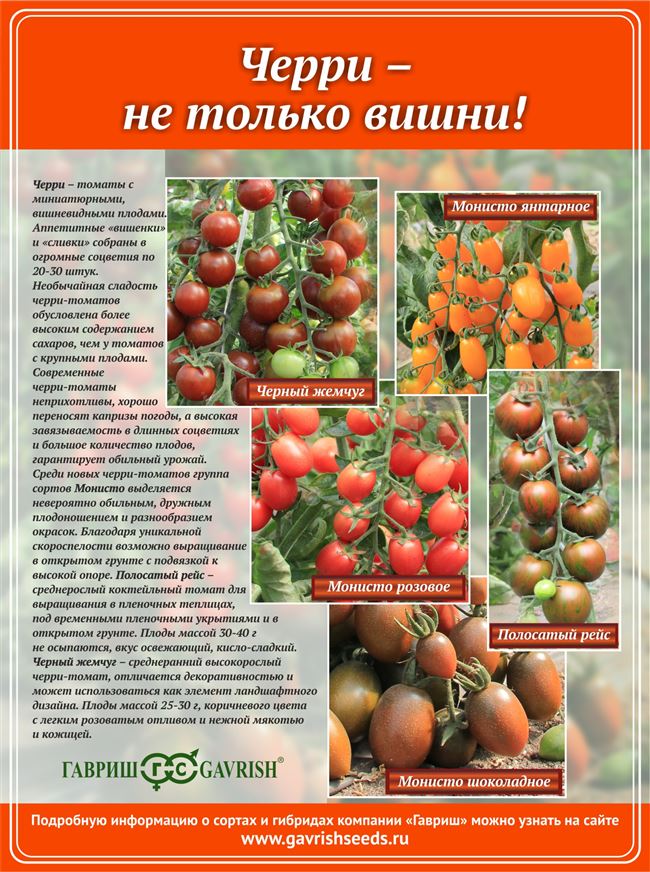 Описание и характеристика сорта томата Монисто янтарное, отзывы, фото