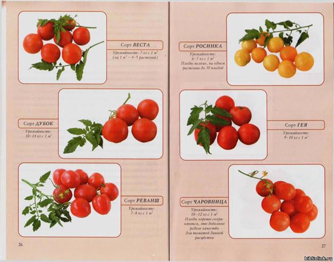 Особенности выращивания помидоров, посадка и уход