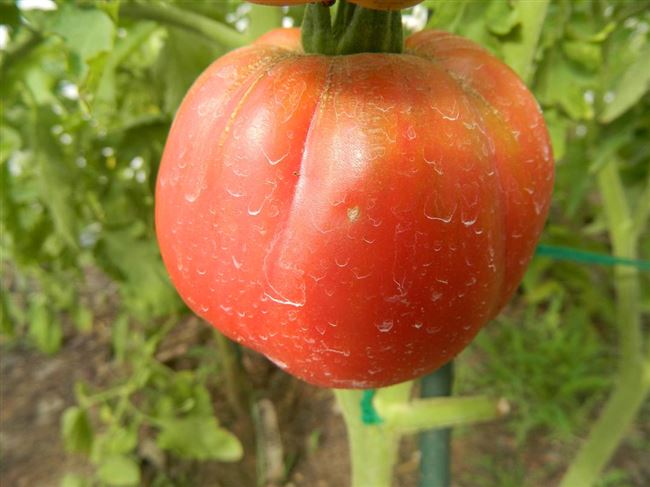 Описание томата Настя-сибирячка, выращивание и отзывы садоводов