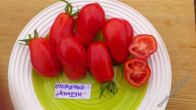 Как сажать описываемый томат и ухаживать за ним?