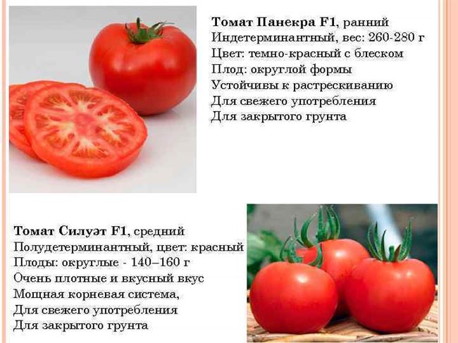 Урожайность томата Панекра и плодоношение