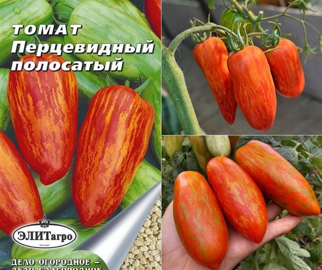Описание и характеристика сорта томата Перцевидный, отзывы, фото