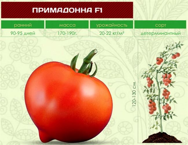 Характеристика томатов Примадонна