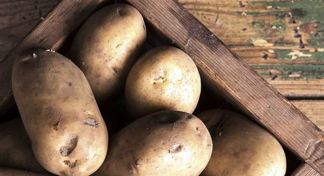 Описание сорта картофеля Реванш