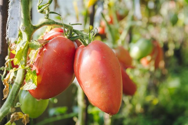 Характеристика и описание сорта томата Розовая стелла, его урожайность