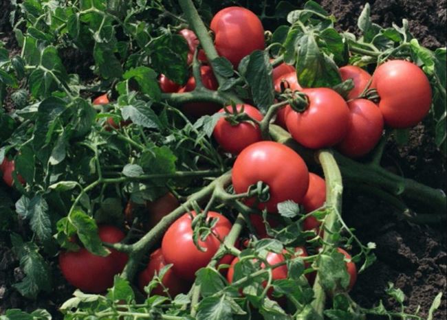 Урожайность томата Султан и плодоношение