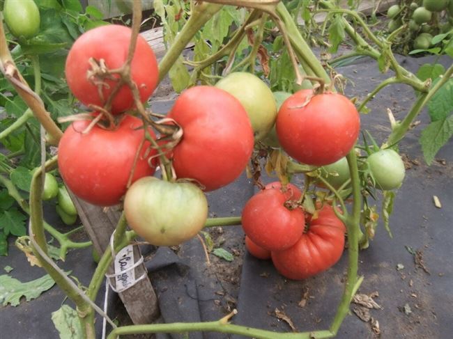 Описание сорта томата Самурай, особенности выращивания и ухода