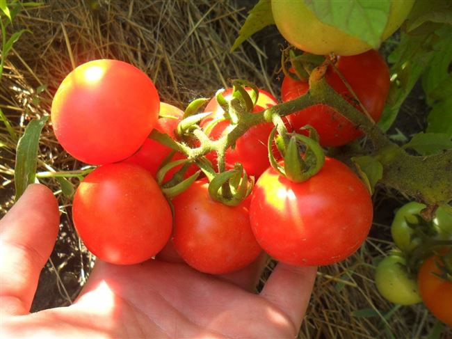 Характеристика томатов сорта Санька