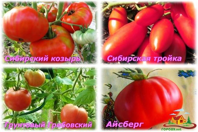 Описание сорта томата Сибирский козырь