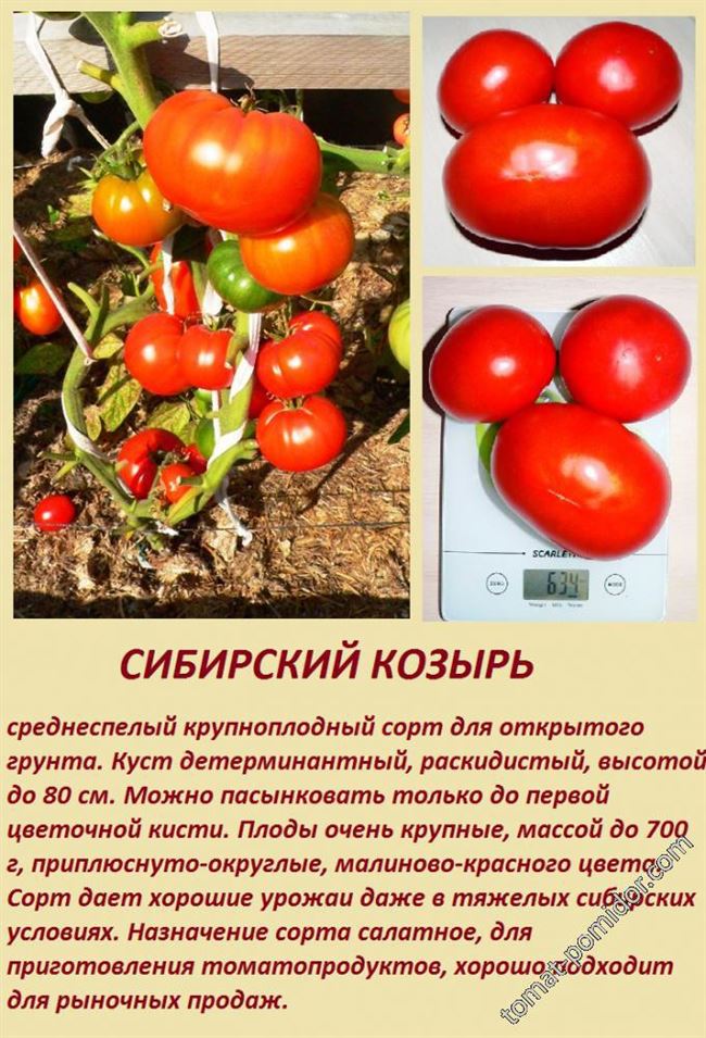 Описание и характеристика томата Сибирский козырь, отзывы, фото