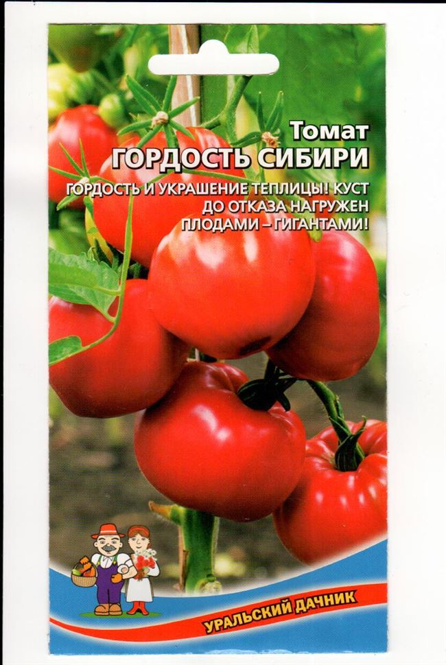 Описание томата Гордость Сибири, отзывы, фото