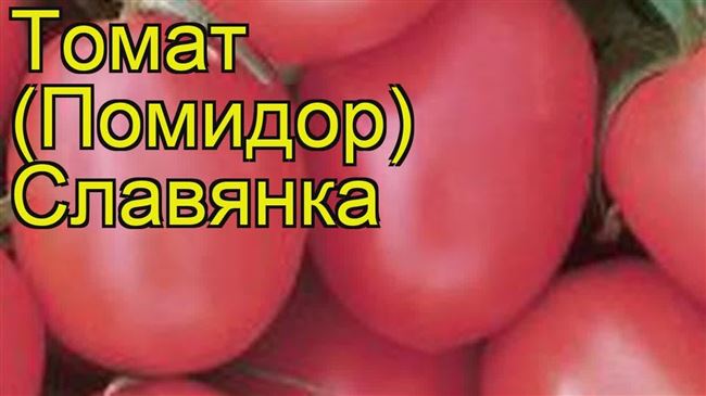 Описание сорта томата Славянка, его характеристика и урожайность