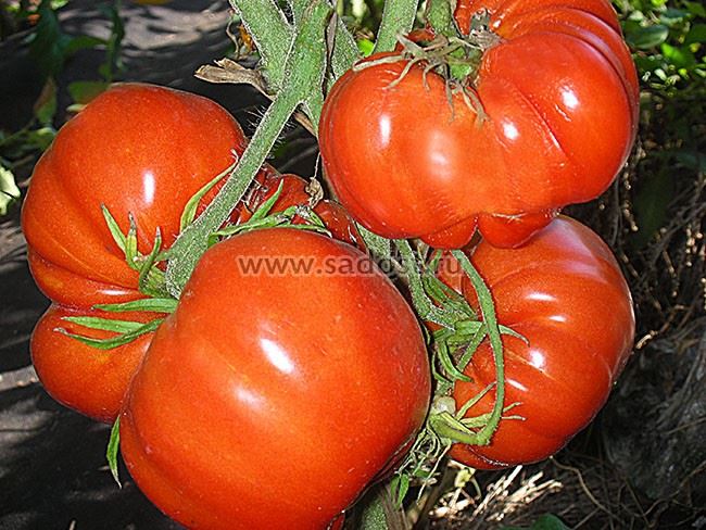 Урожайность томата Спецназ и плодоношение