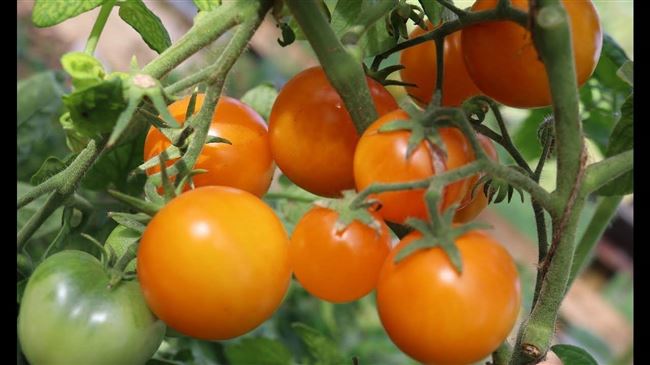 Видео: 10 ошибок при выращивании помидоров