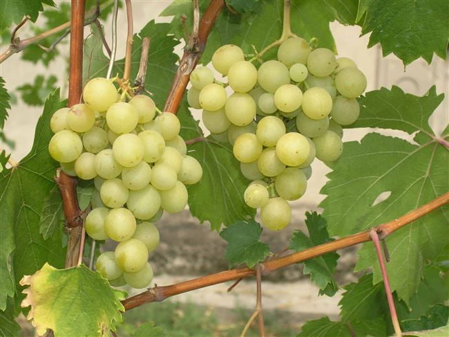 Описание сорта винограда Галбена Ноу