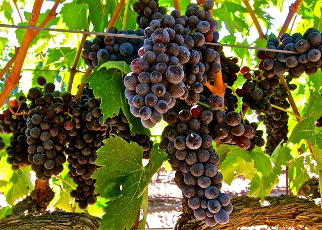 Описание сорта винограда Асма